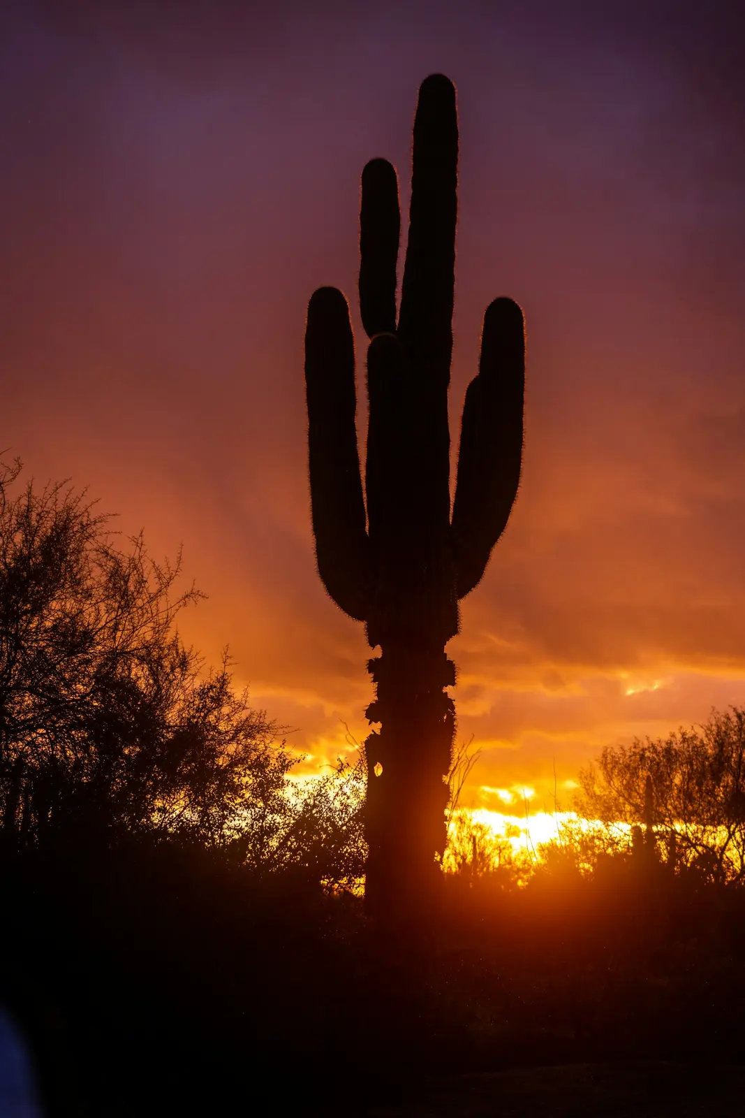 Saguaro cactus at sunset